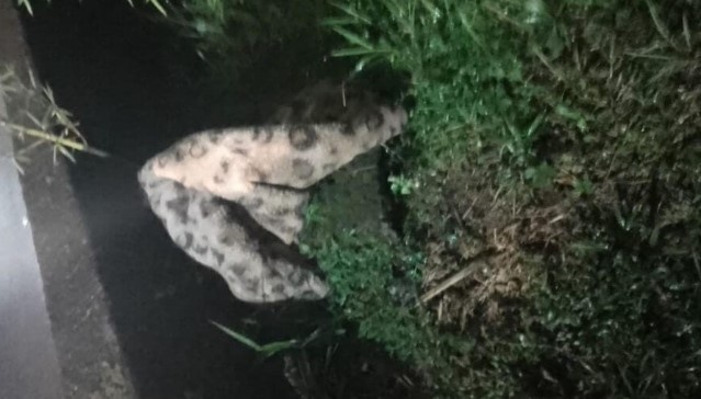 Bombeiros são acionados para resgatar onça, mas encontram apenas cobertor com estampa do animal