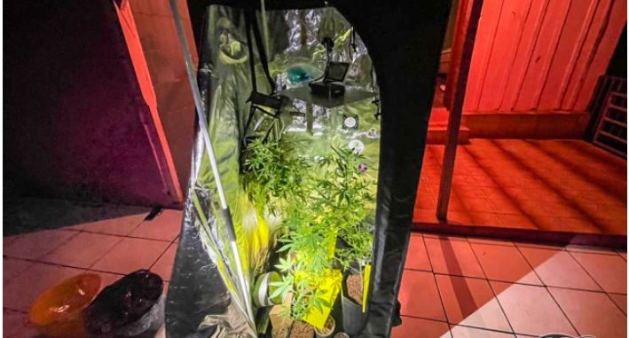 Mãe e dois filhos são presos por tráfico de drogas; Estufa era utilizada para produzir a droga