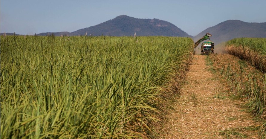 Safra de cana começa com maior produtividade