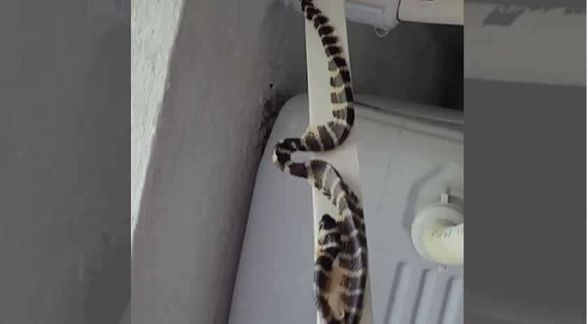 Cobra fica colada em fita dupla face e mobiliza resgate em casa de Jaraguá do Sul