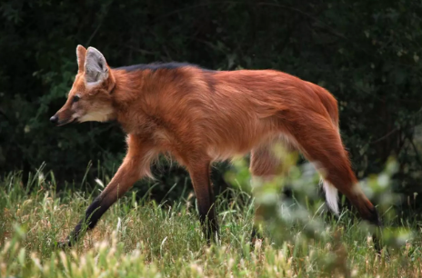 Após 13 anos, Santa Catarina renova a lista de espécies ameaçadas em extinção