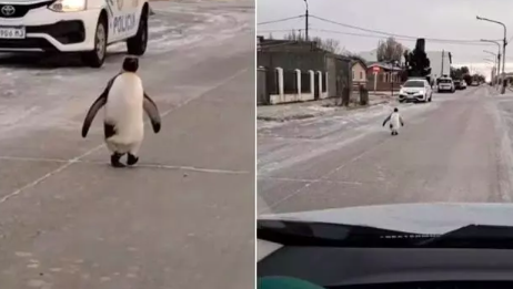 Pinguim aparece andando em rua durante onda de frio