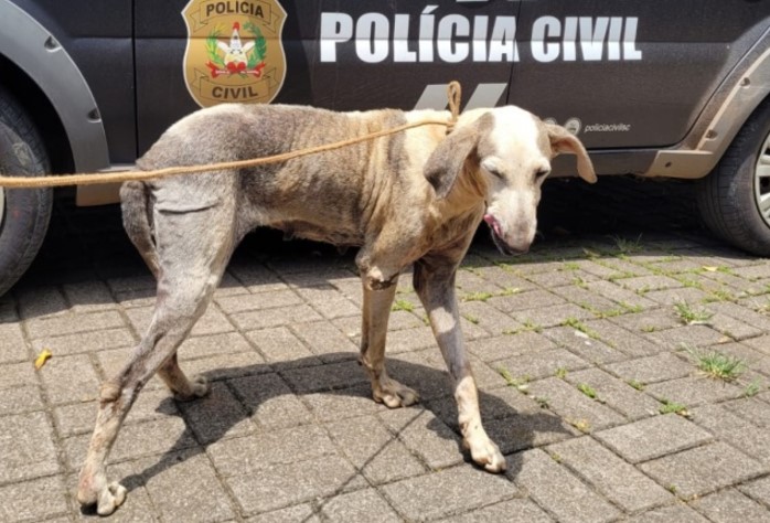 Polícia Civil resgata cachorro em situação de maus-tratos