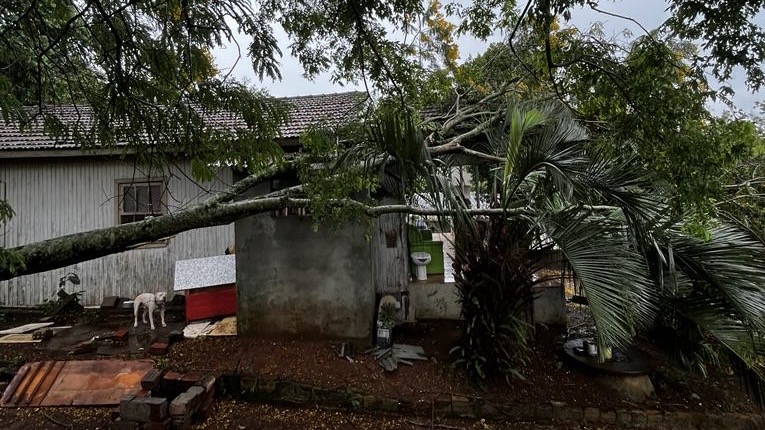 Árvore de 10 metros cai sobre residência em São Miguel do Oeste