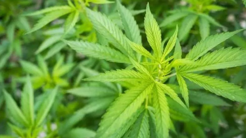 Com pedido de vista, placar para descriminalizar porte de maconha para uso pessoal é de 5 a 3 no STF