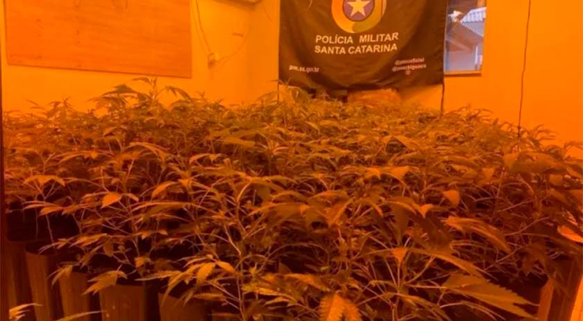 Polícia Militar fecha estufa improvisada com 337 pés de maconha
