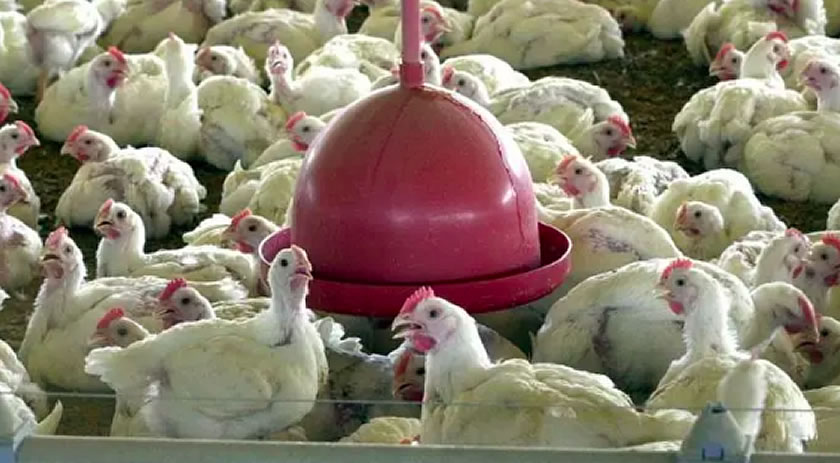 Governo Federal decreta emergência por 180 dias; SC não tem casos registrados