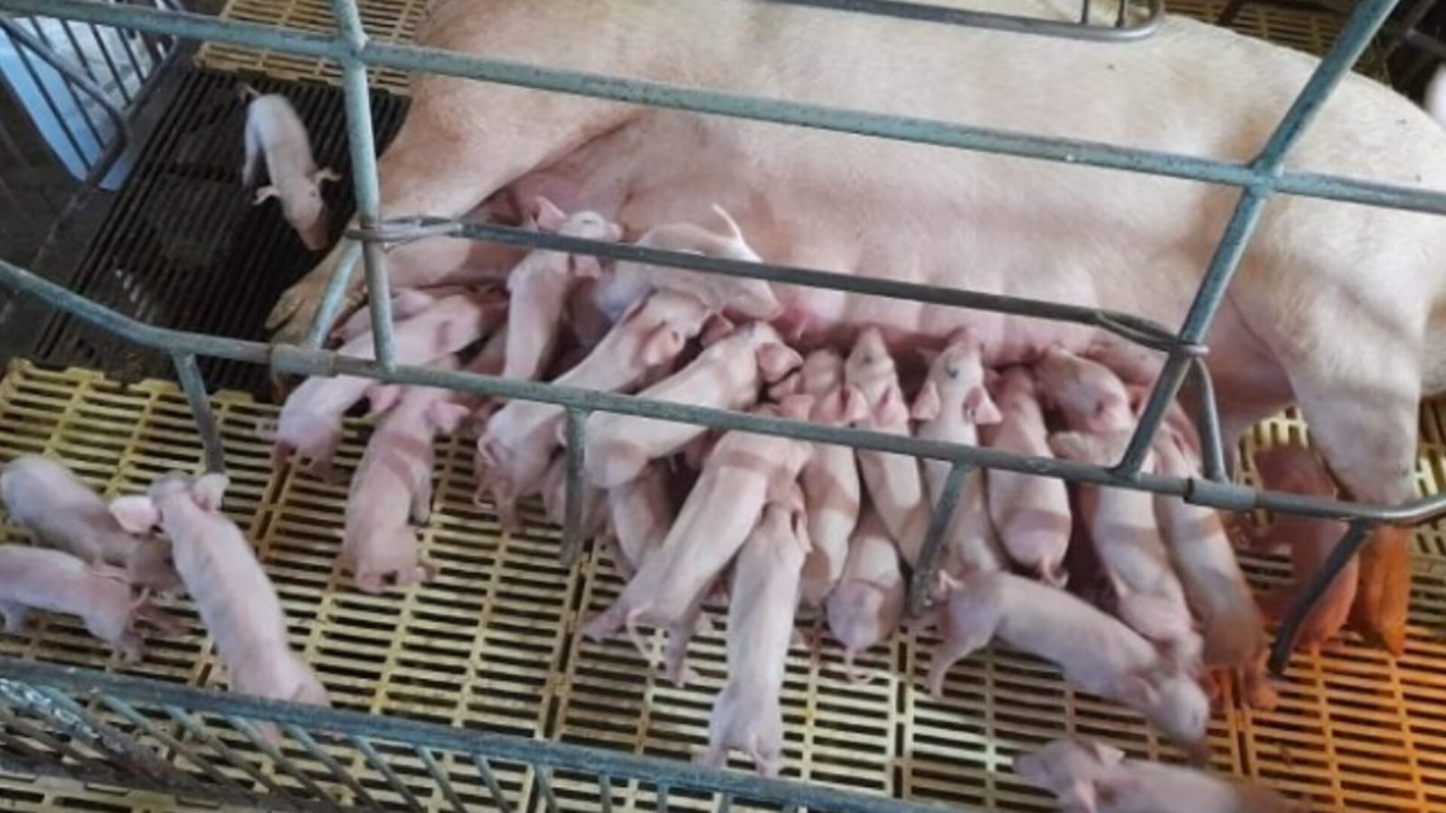 Produção agropecuária do Estado de Santa Catarina ultrapassa R$ 60 bilhões