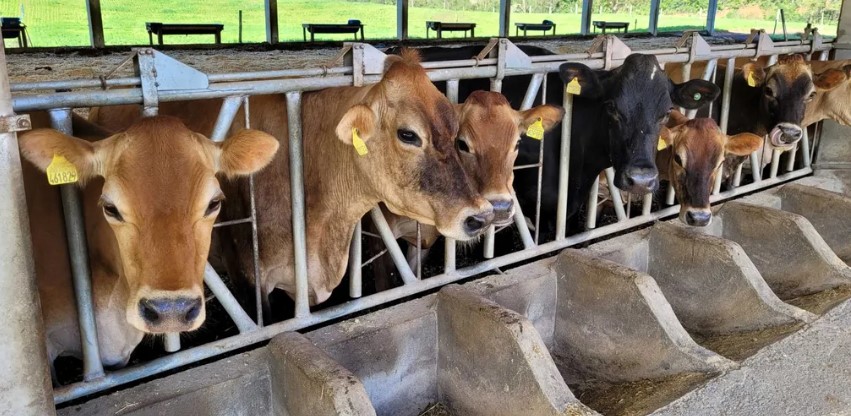 Extremo Oeste notificou mais de 40% dos casos de raiva bovina registrados em SC em 2024