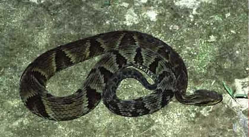 Casal encontra jararaca na cama no interior do município