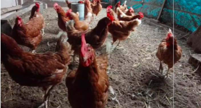 SC decreta estado de emergência zoossanitária após 2º caso confirmado