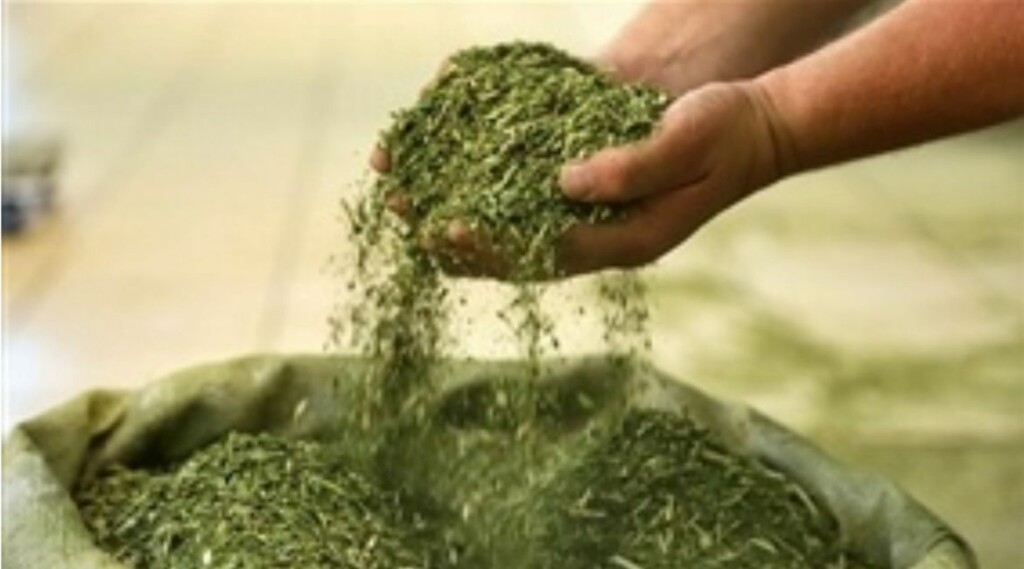 Produtores de erva-mate apostam na soja