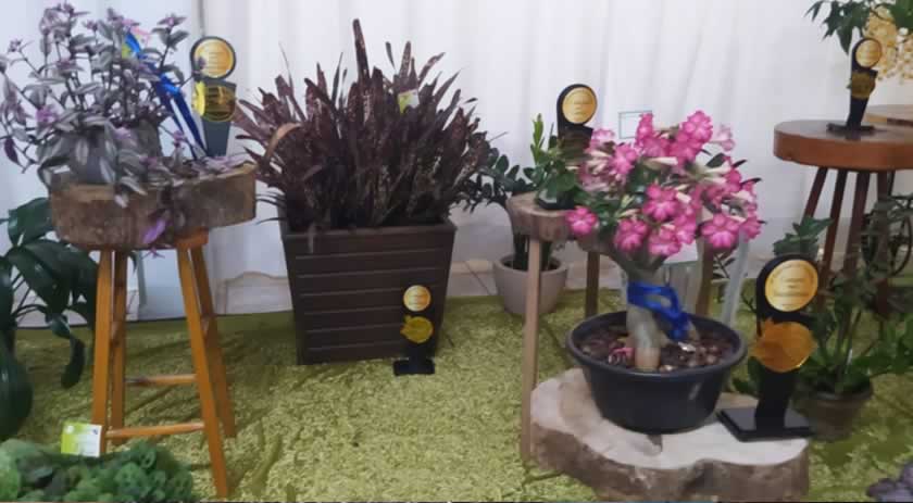 6ª exposição de Orquídeas aconteceu no final de semana