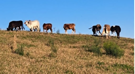 Animais são furtados no interior
