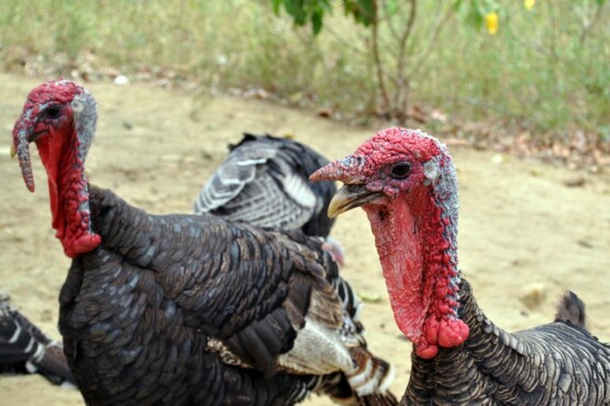Produção comercial de perus no Brasil registra queda de 63% em uma década