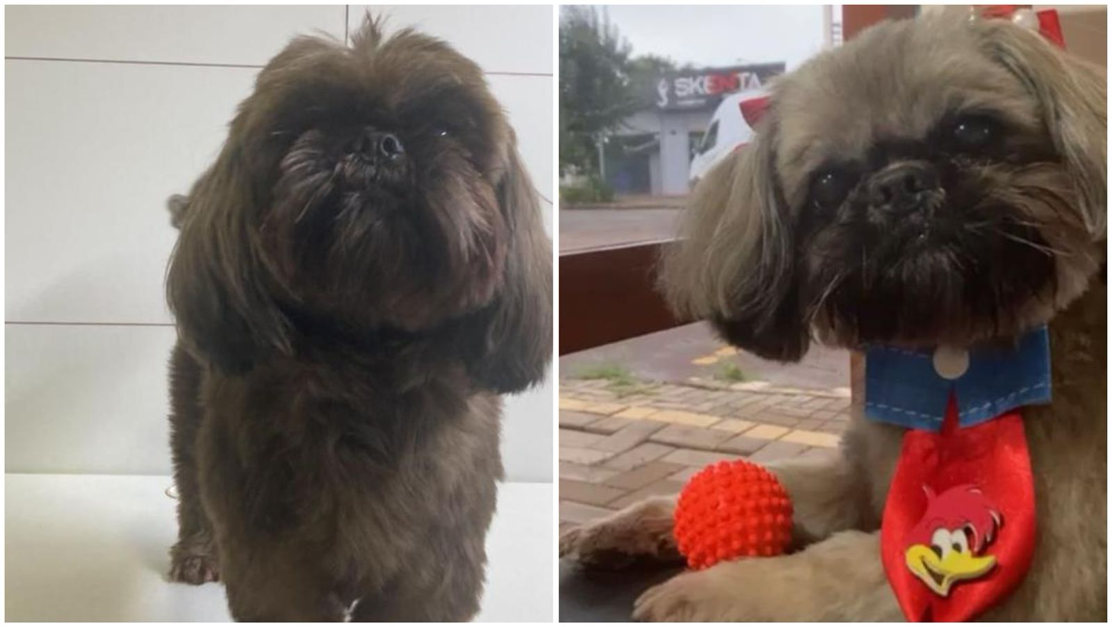 Cão que havia sido furtado é localizado com outra cor em Pinhalzinho