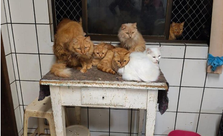 MP aciona Justiça após tutora dificultar acesso a apartamento com cerca de 400 gatos