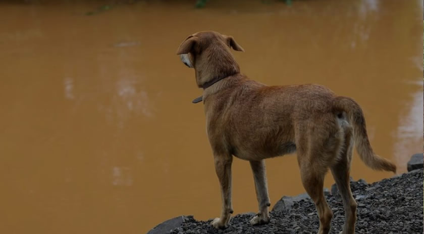 Santa Catarina terá maior programa de castração de animais da história