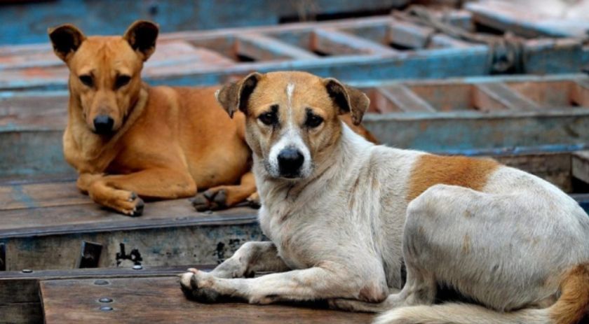 Não proteger animais do frio é considerado maus tratos e cabe denúncia