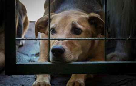 Decreto aumenta multas para quem maltratar animais no Brasil