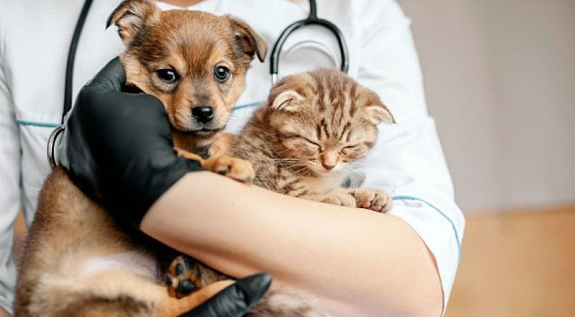 Município recebe Castramóvel para atendimento de cães de pequeno porte