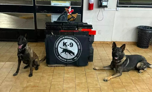 Passageiro de ônibus é flagrado com 26 kg de maconha em rodoviária do Oeste de SC