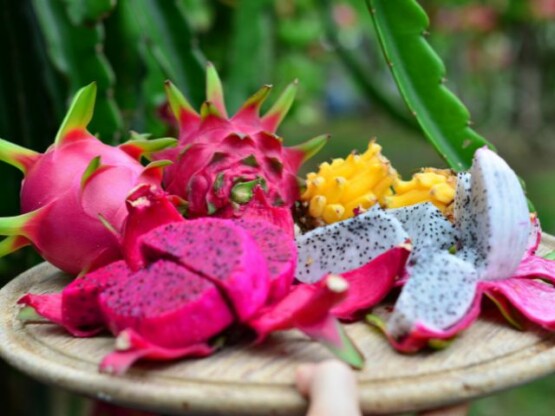 Saiba mais sobre a pitaia, fruta que começa a ser colhida em fevereiro em SC