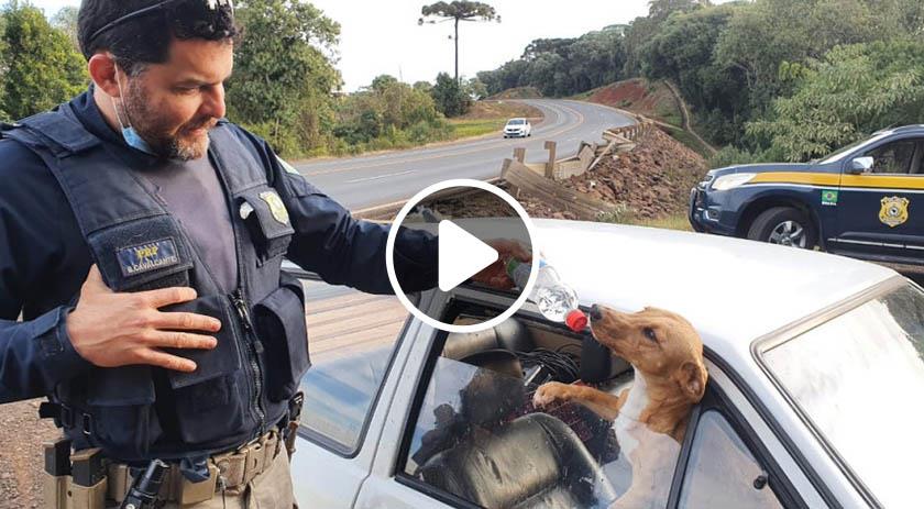 VÍDEO: Cães deixados em carro acidentado recebem alimento e água de policiais na BR-282