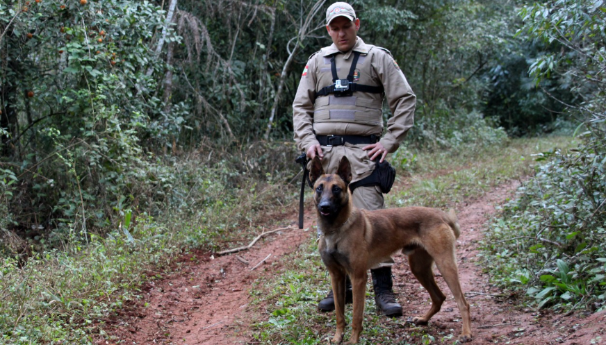 Cão Thor se aposenta após 10 anos de serviços prestados à Polícia Militar
