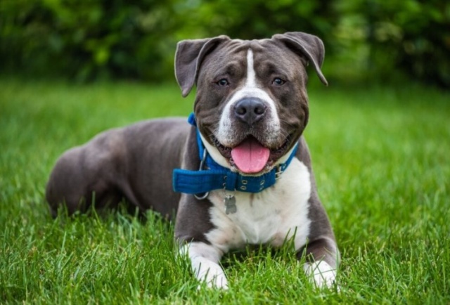 Governo impõe restrições à criação e circulação de pit bulls e outras 10 raças de cães