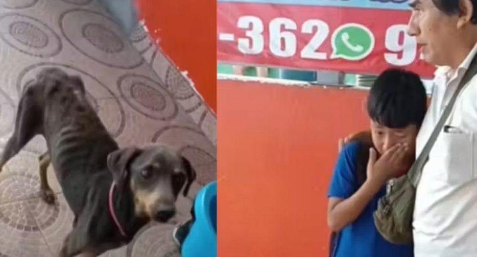 Menino leva cadelinha faminta à escola e mobiliza rede de solidariedade
