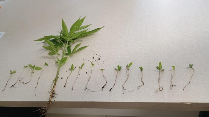 Cacique denuncia plantação de maconha em aldeia