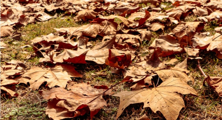 Entenda porque o início do outono tem hora marcada