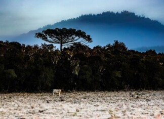 Frio extremo, neve e ventania atingem Santa Catarina