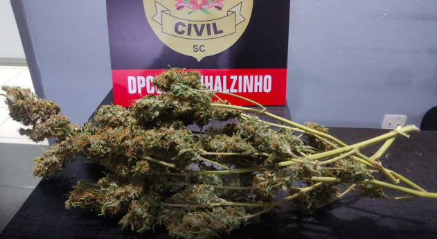 Polícia Civil prende mãe e filho por tráfico e descobre estufa artesanal de maconha