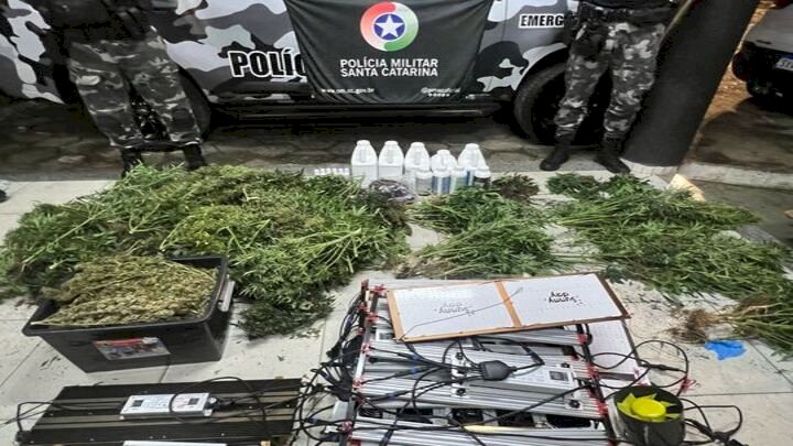 Polícia localiza estufa com plantação de maconha no Litoral de SC