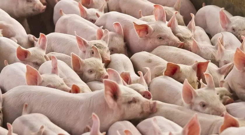 Exportação catarinense de carne suína registra alta de 21,1% em novembro