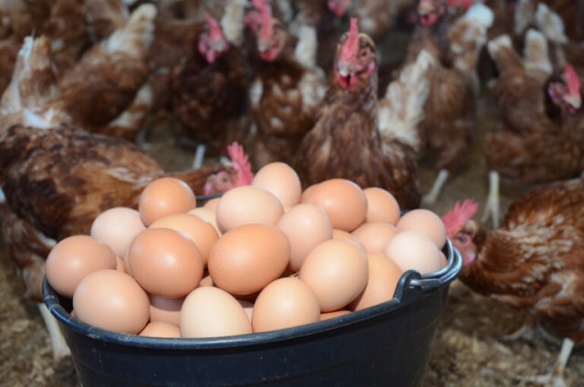 Produção de ovos cresce em Santa Catarina e fortalece atividade no agro