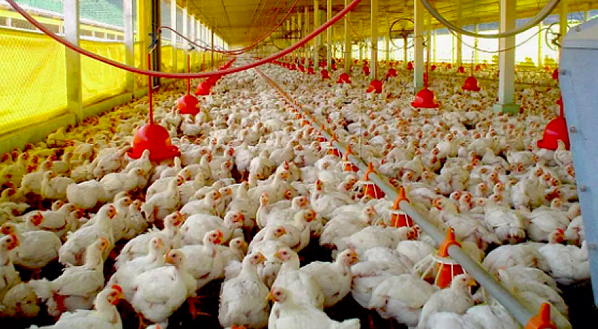 Suspensão das exportações de frango do Brasil já atinge mais de 30 países