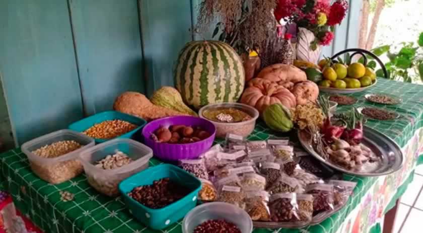 Festival Gastronômico de milhos crioulos será realizado neste fim de semana