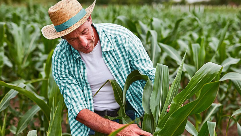 Sicoob estima liberar R$ 7 bilhões em crédito rural no período de pré-custeio