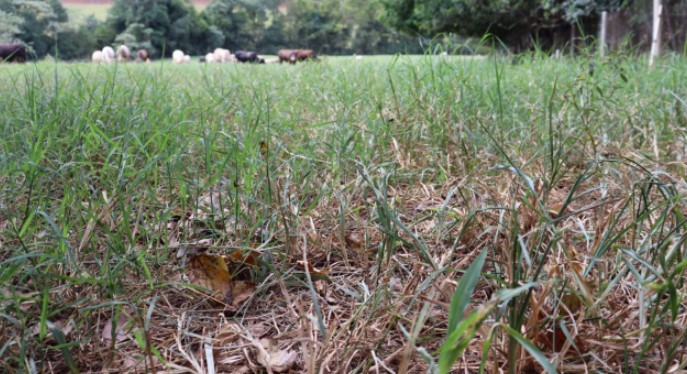 Chuva mal distribuída afeta propriedades rurais