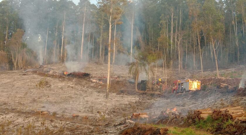 Incêndio consome 1,5 hectare e 100 metros cúbicos de lenha no interior