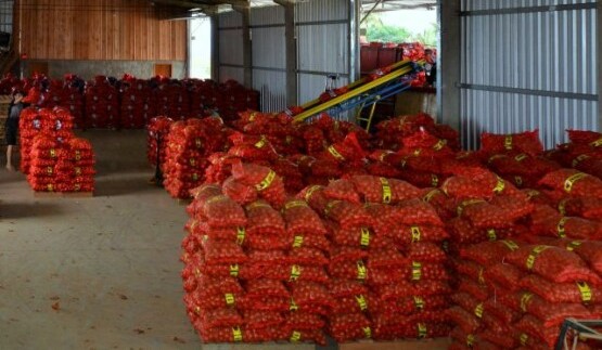 SC registra safras de alho e cebola menores do que as estimadas