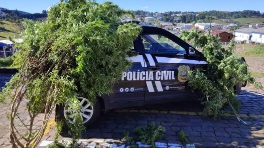 Pé de maconha de 15 kg é apreendido na Serra e suspeito diz: ‘consumo pessoal’