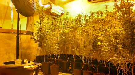 Estufa de maconha é encontrada dentro de residência em SC