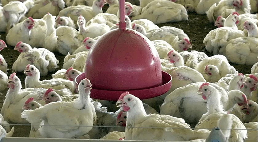 Primeiro foco de gripe aviária em granja comercial do Brasil é registrado no RS