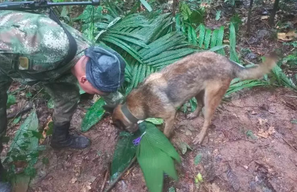 Três crianças e um bebê sobrevivem sozinhos por 17 dias na Amazônia após queda de avião