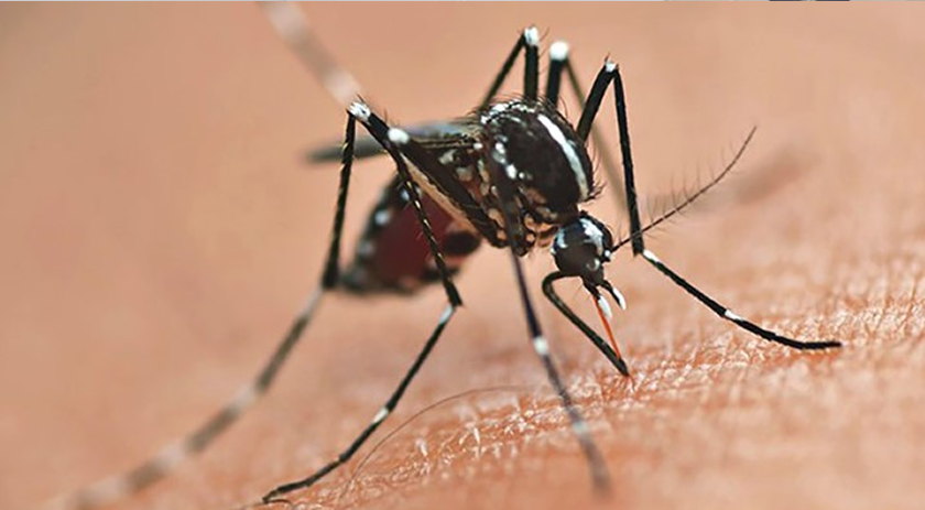 Onda de calor em SC faz número de casos de dengue explodir em três semanas