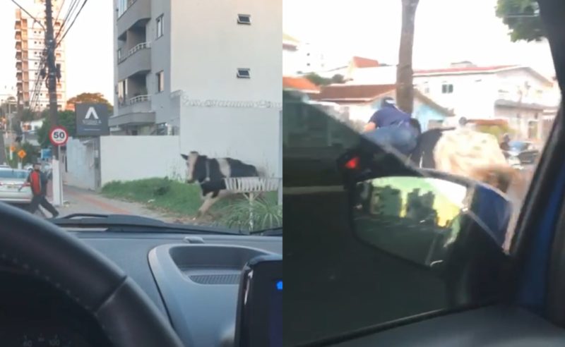 Vídeo:  Vaca foge, assusta pedestre e atropela motociclista em Chapecó